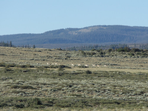 About a dozen Antelope.